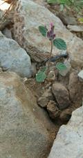 پونه سای دنایی